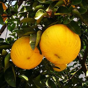 四川达州安仁柚4个8斤 土柚子药柚 非梁平柚子