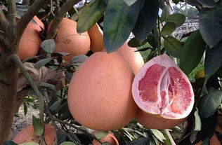 了解 三红蜜柚种植技术和管理方法